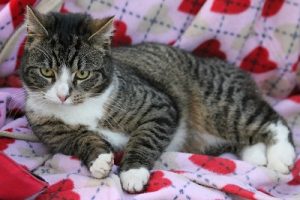 Immunodeficience Feline - FIV chat