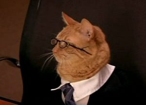 Les chats et la loi, ce qu'il faut savoir