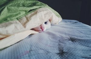 Maladies les plus fréquentes chez le chat
