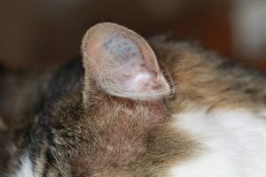 Identification du chat par tatouage