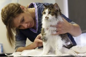 Toiletter son chat