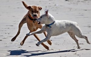 La rage chez le chien