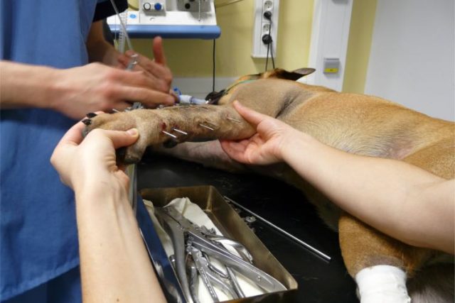 Prix Intervention Pompier Pour Un Chat La fracture chez le chien : Quoi faire en urgence, les interventions